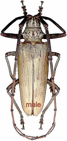 Batocera hercules A1 d'Indonésie 70/80 mm! Insecte Entomologie Cerambycidae 