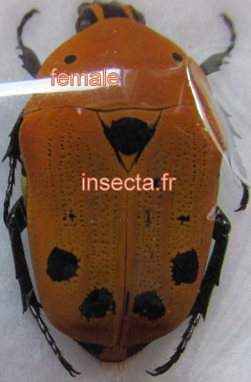 Euchroea auripimenta A1 de madagascar! Entomologie Insecte Collection 