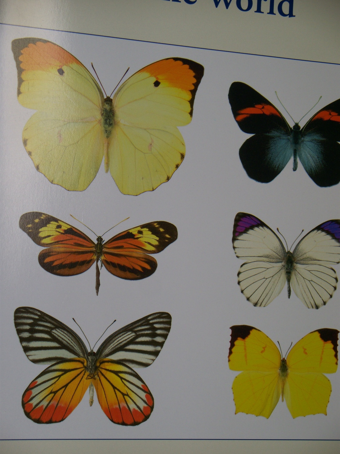 Butterflies of the world (Pieridae I- photos)