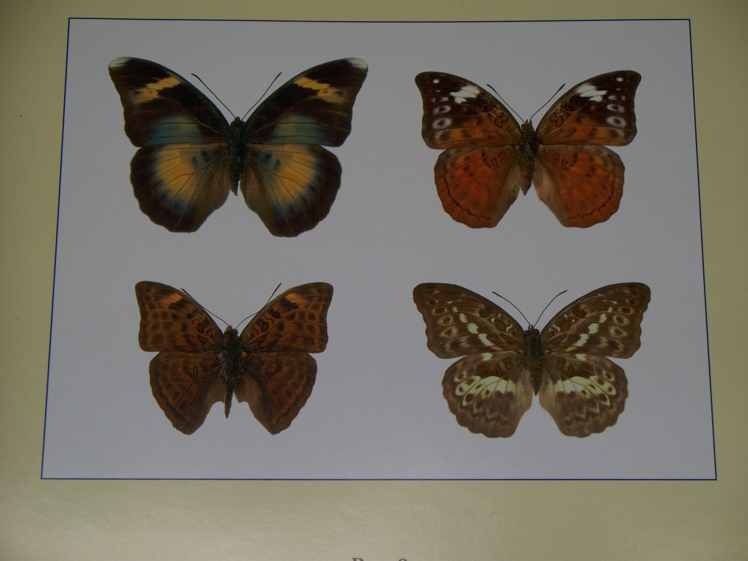Butterflies of the world (Nymphalidae IV)