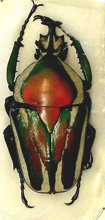 Dicronorhina derbyana layardi male 50mm+- grasienta