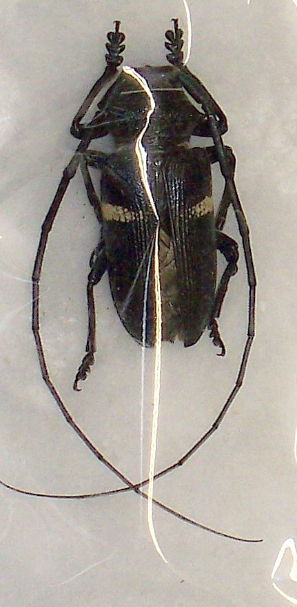 Zographus cingulatus male