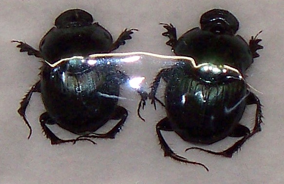 Helictopleurus marsyas pair