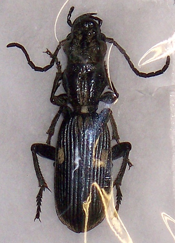 Carabidae specie30mm