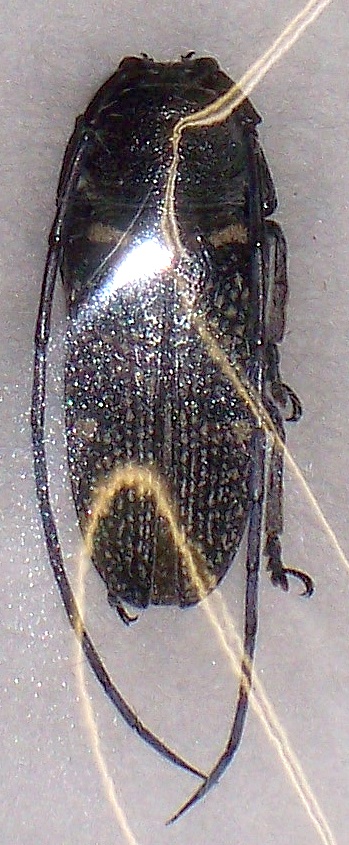 Acridocephala specie macho