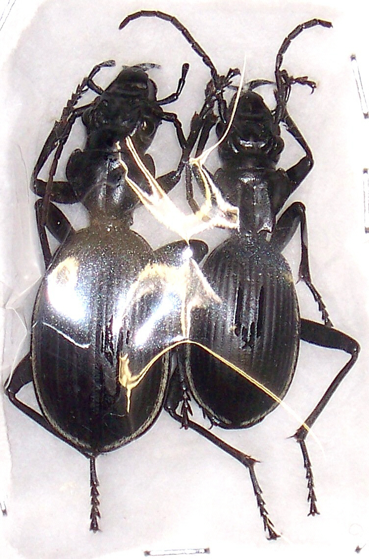 Anthia (Termophilum) cinctipennis