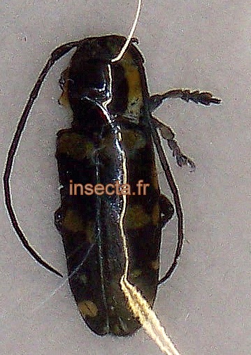 Tragocephala specie