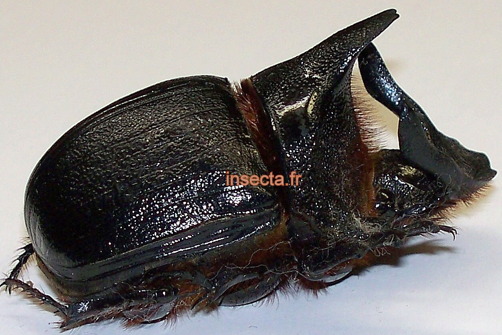 Heliocopris andersoni (=anguliceps; gigas; coriaceus; isidis) m&acirc;le 50mm