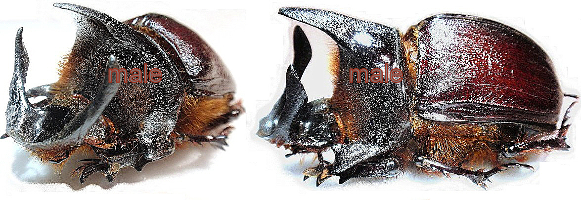 Heliocopris andersoni (=anguliceps; gigas; coriaceus; isidis) couple (m&acirc;le 47mm)