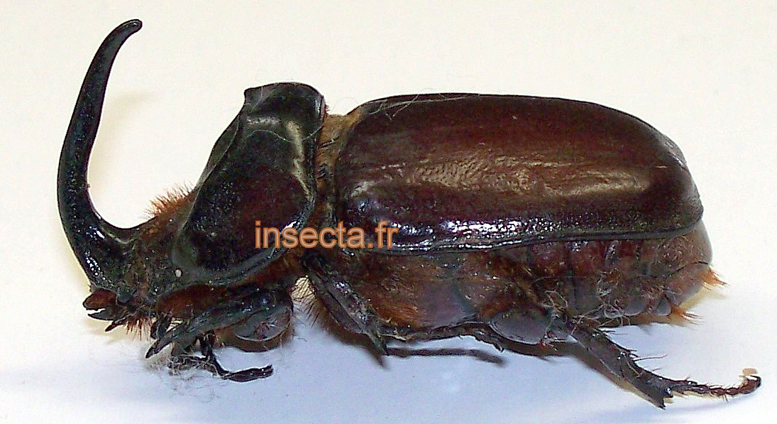 Oryctes boas ssp male