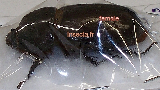 Oryctes boas ssp female
