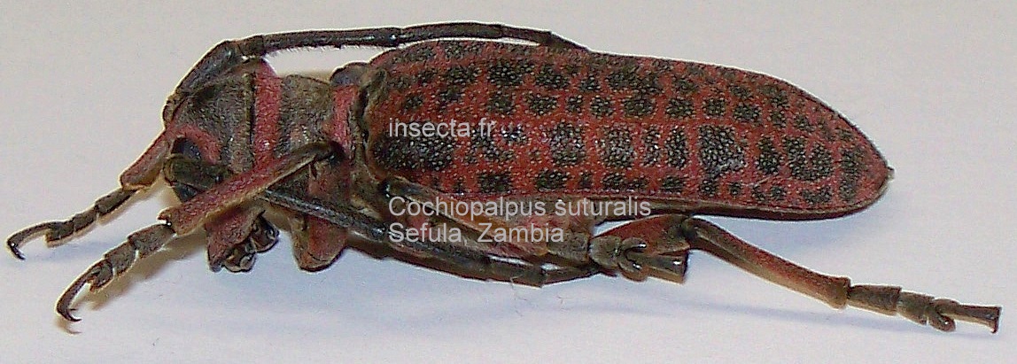 Cochliopalpus suturalis set 7 femelles A-