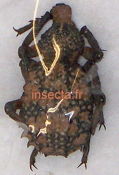 Brachycerus specie 20mm (Witputz)
