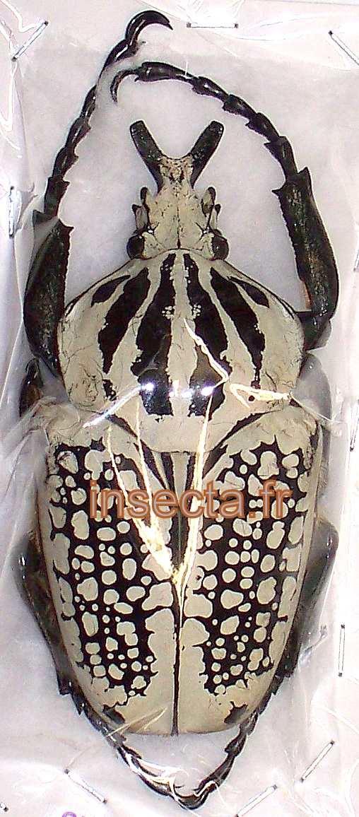 Goliathus orientalis (=meleagris) male 81/82mm