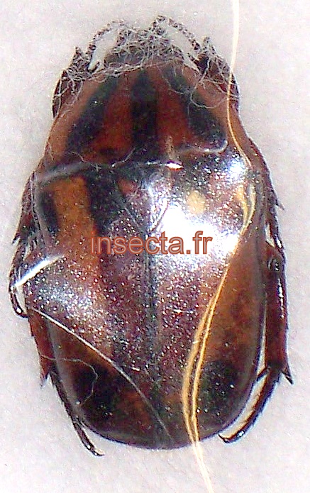 Spelaiorrhina specie femelle