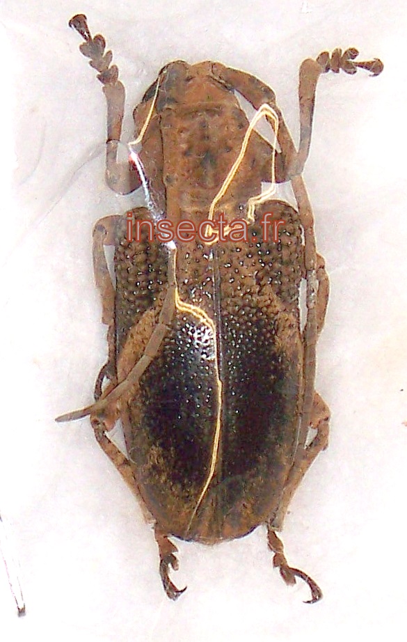 Phryneta coeca ssp. femelle