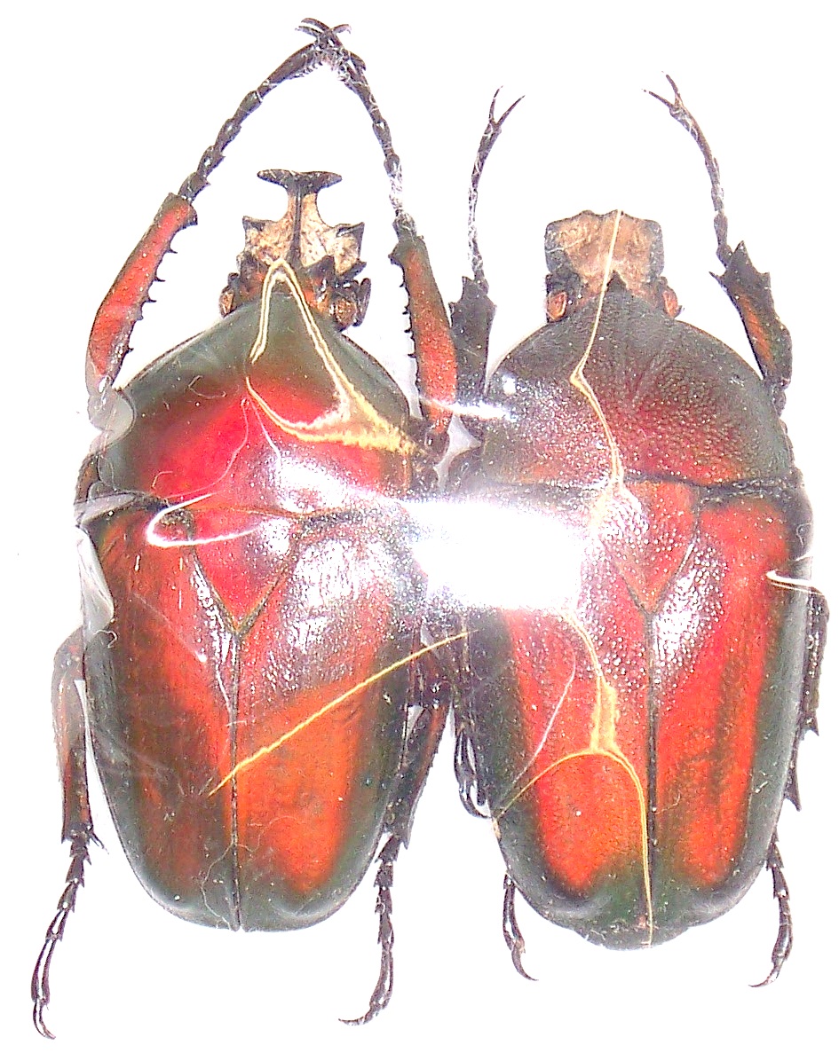 Dicronorhina derbyana oberthueri femelle