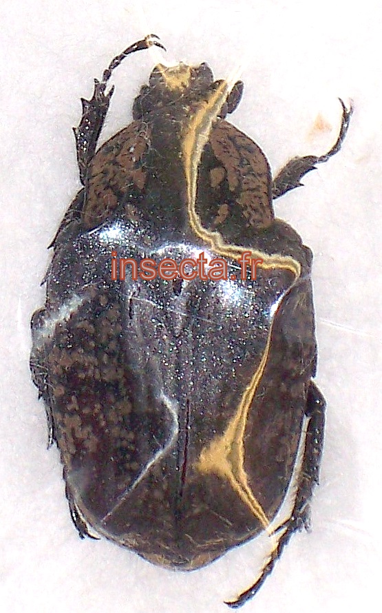 Heteropseudinca variabilis femelle
