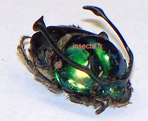 Onthophagus (Proagoderus) rangifer couple