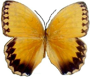 098-Amathusiidae
