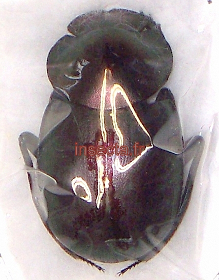 Anachalcos (Catharsius/Calconotus) aureus
