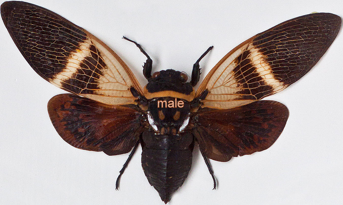Angamiana floridula (open wings )