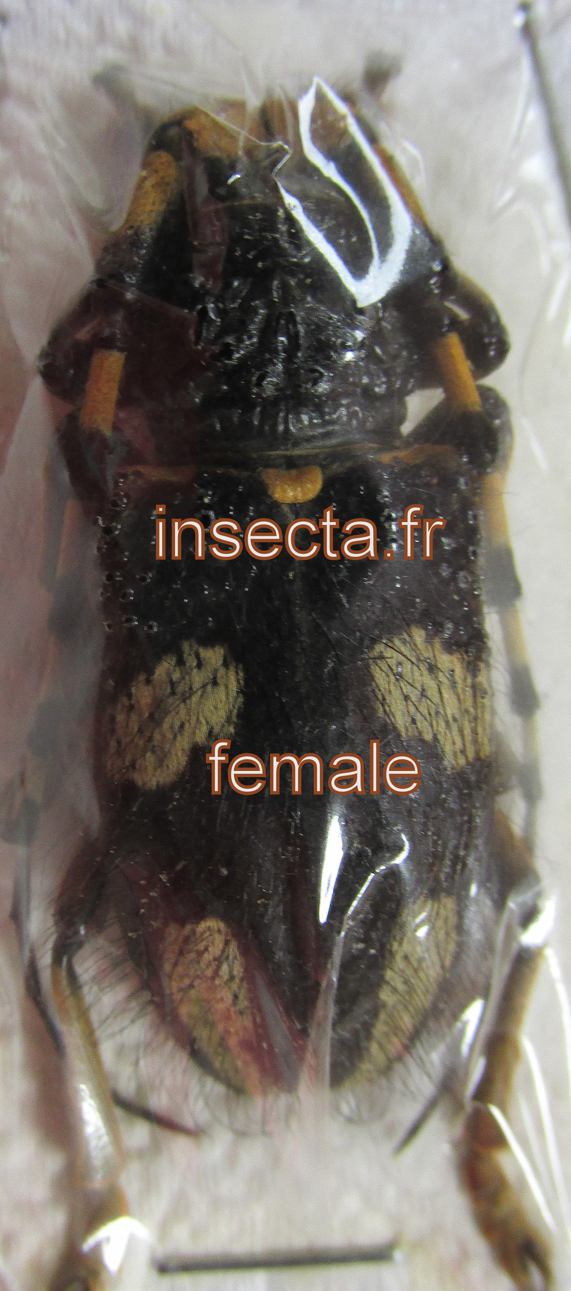 Arctolamia cruciata femelle