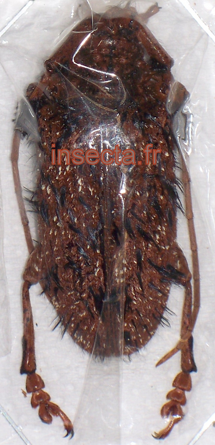 Aristobia horridula female
