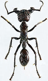 Paraponera clavata 18mm ant worker