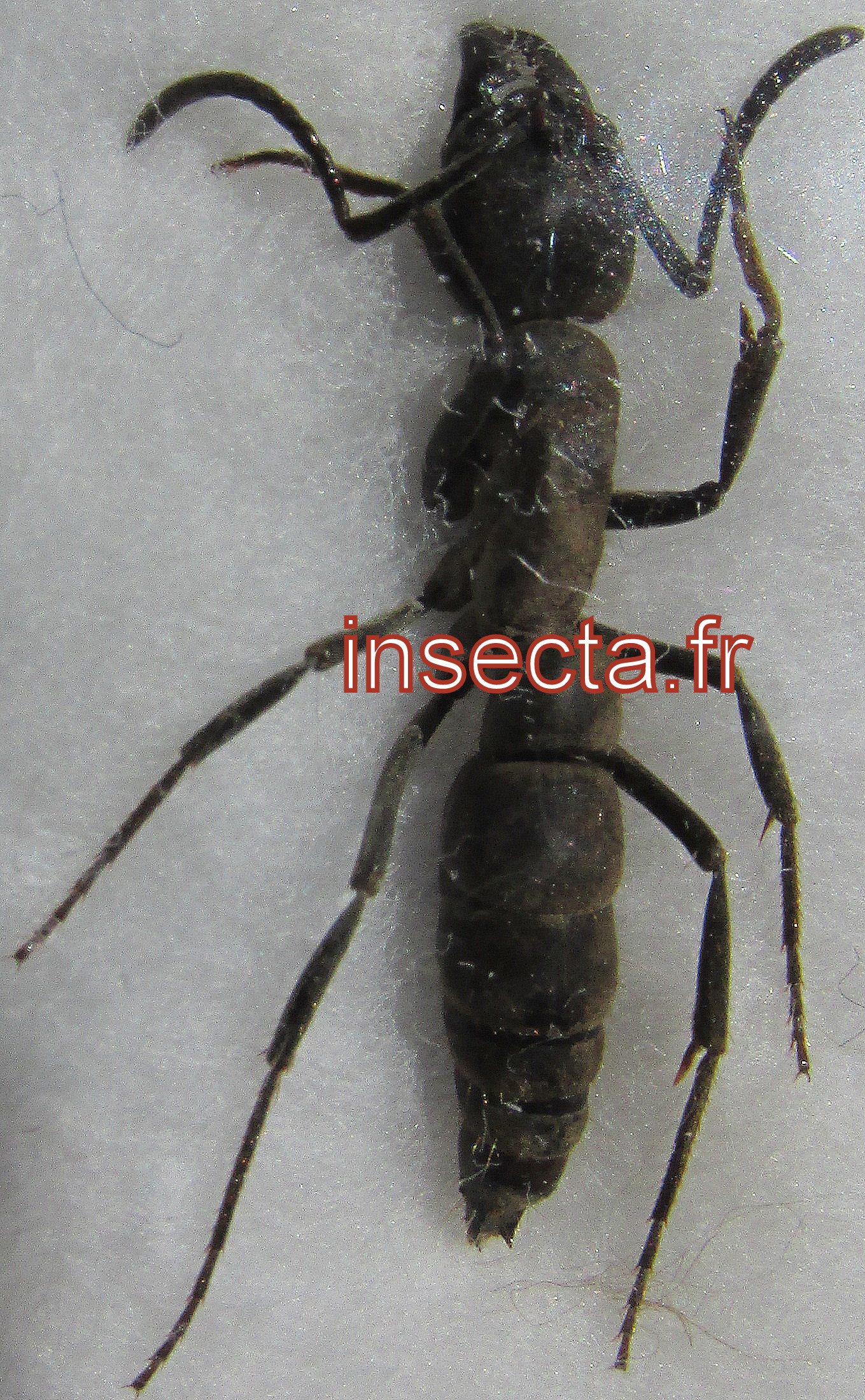 Paraponera clavata 18mm ant worker
