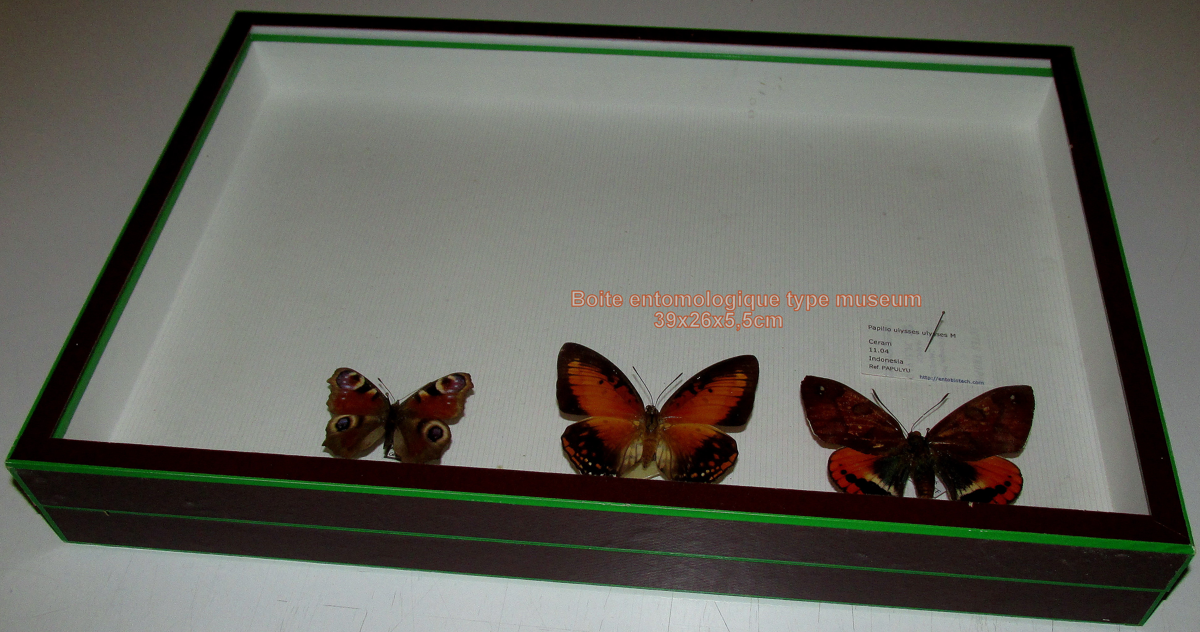 Caja entomol&oacute;gica museum 39cmx26cm altura 7,5cm de segunda mano (no se env&iacute;a,descuento 40%)