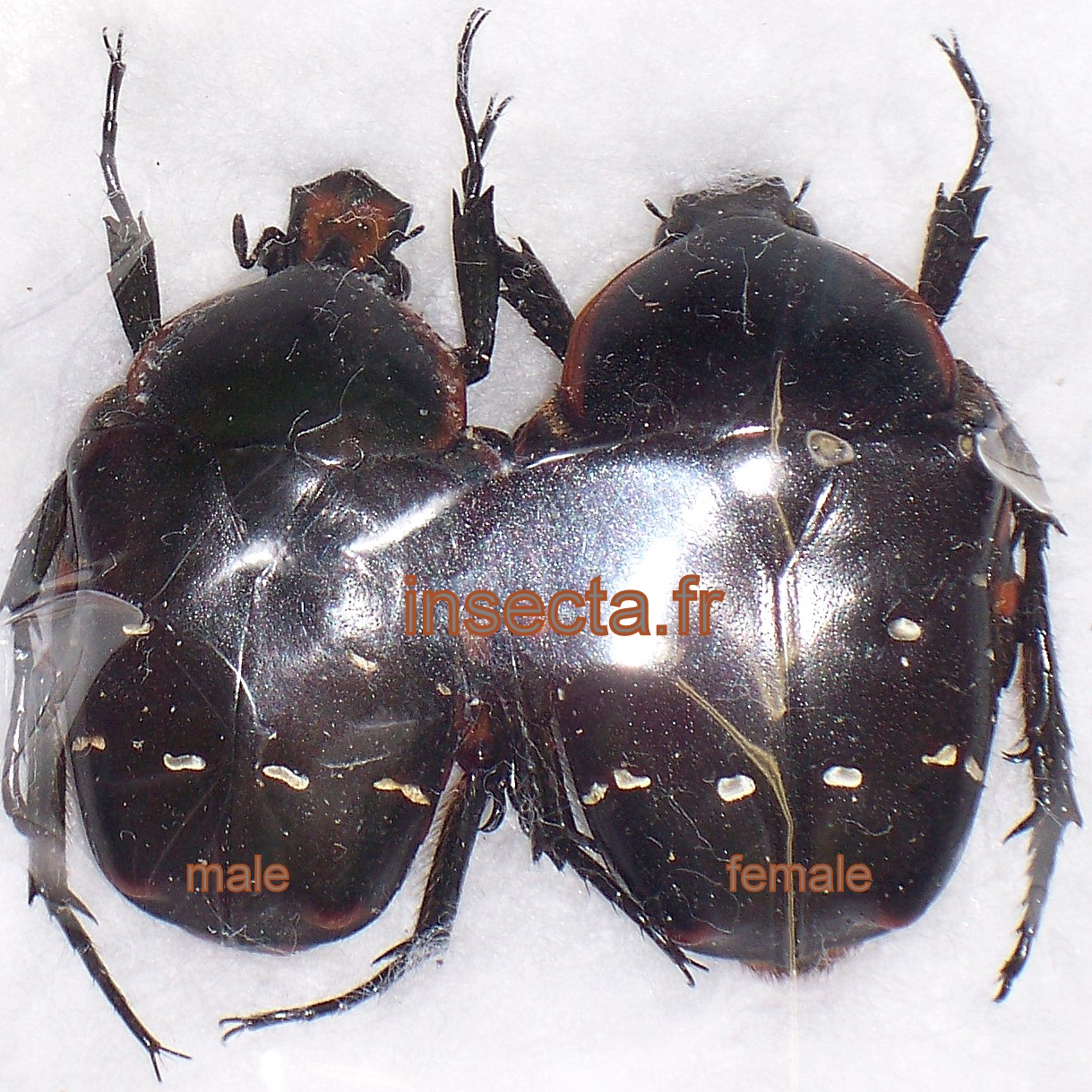 Bothrorrhina (Plaesiorrhina) ochreata femelle A1A-