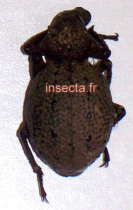 Brachycerus natalensis