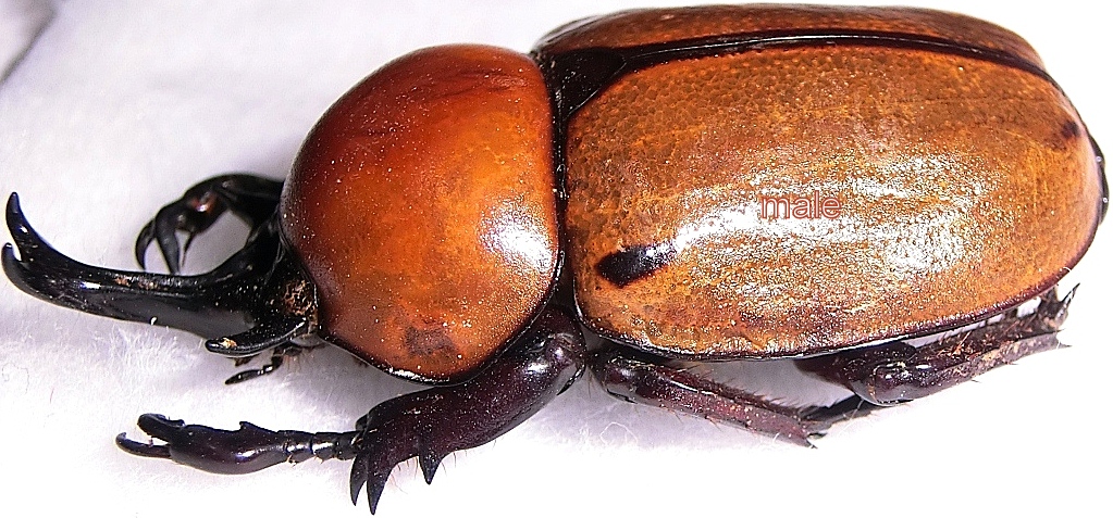 Brachysiderus quadrimaculatus quadrimaculatus male 37mm