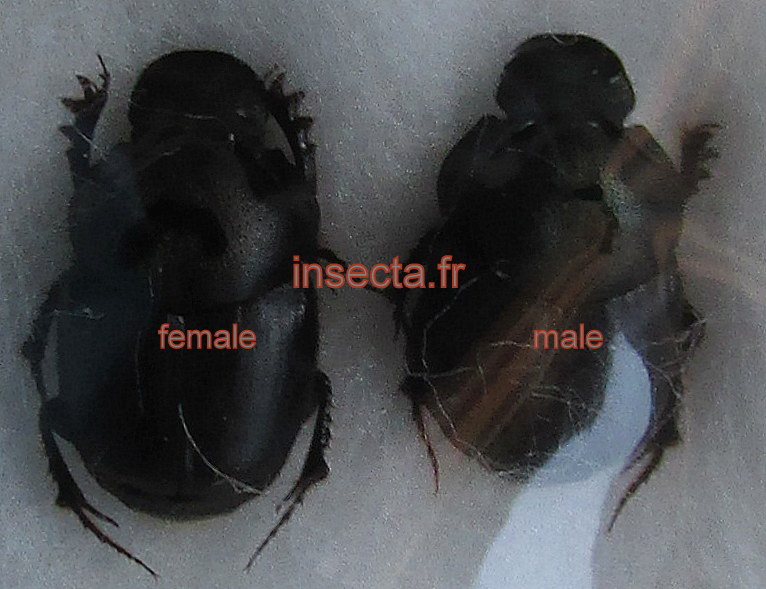 Onthophagus hirculus couple