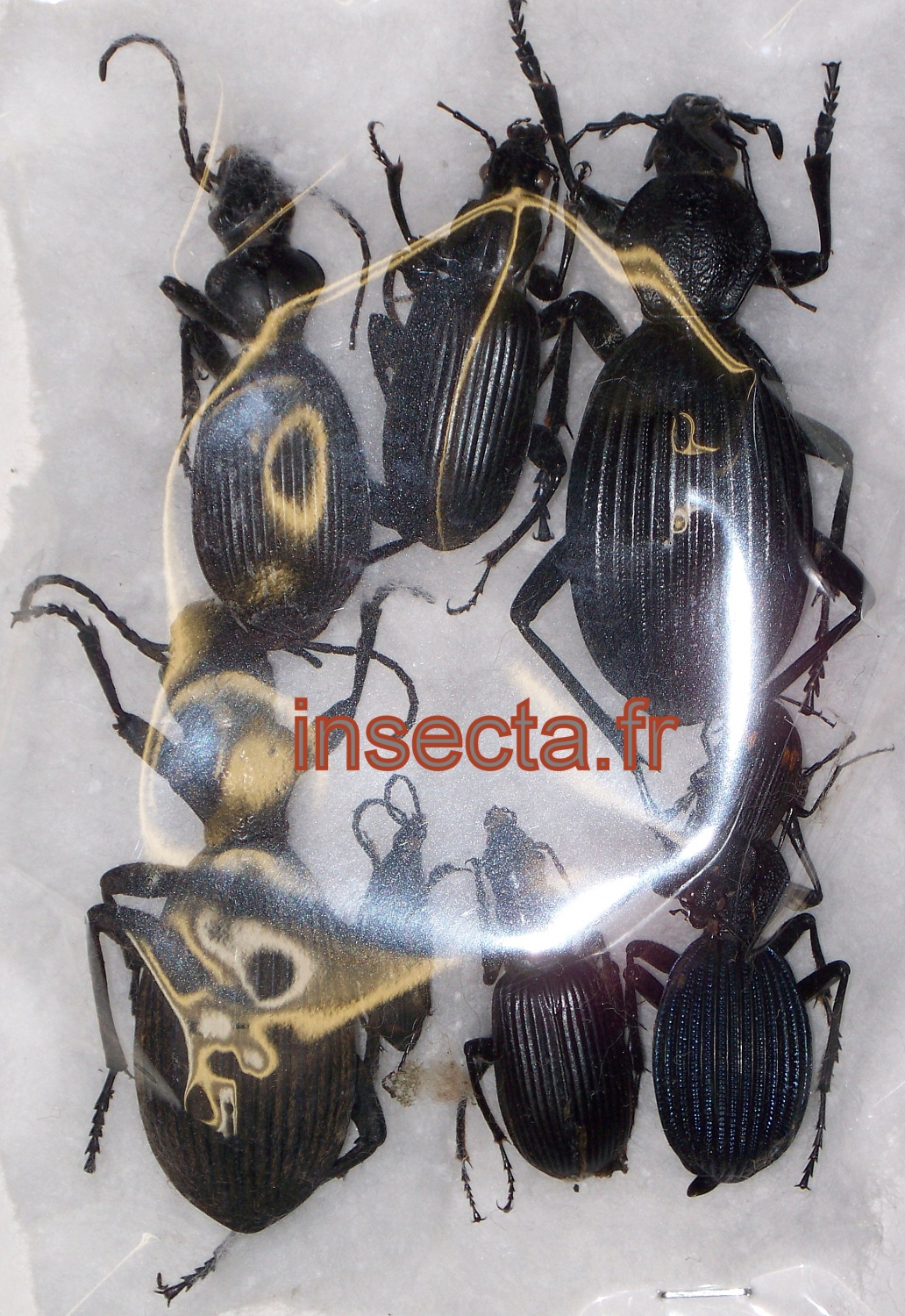 Carabidae species set 8pcs A- (Palabana area)
