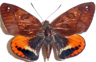 062-Castniidae