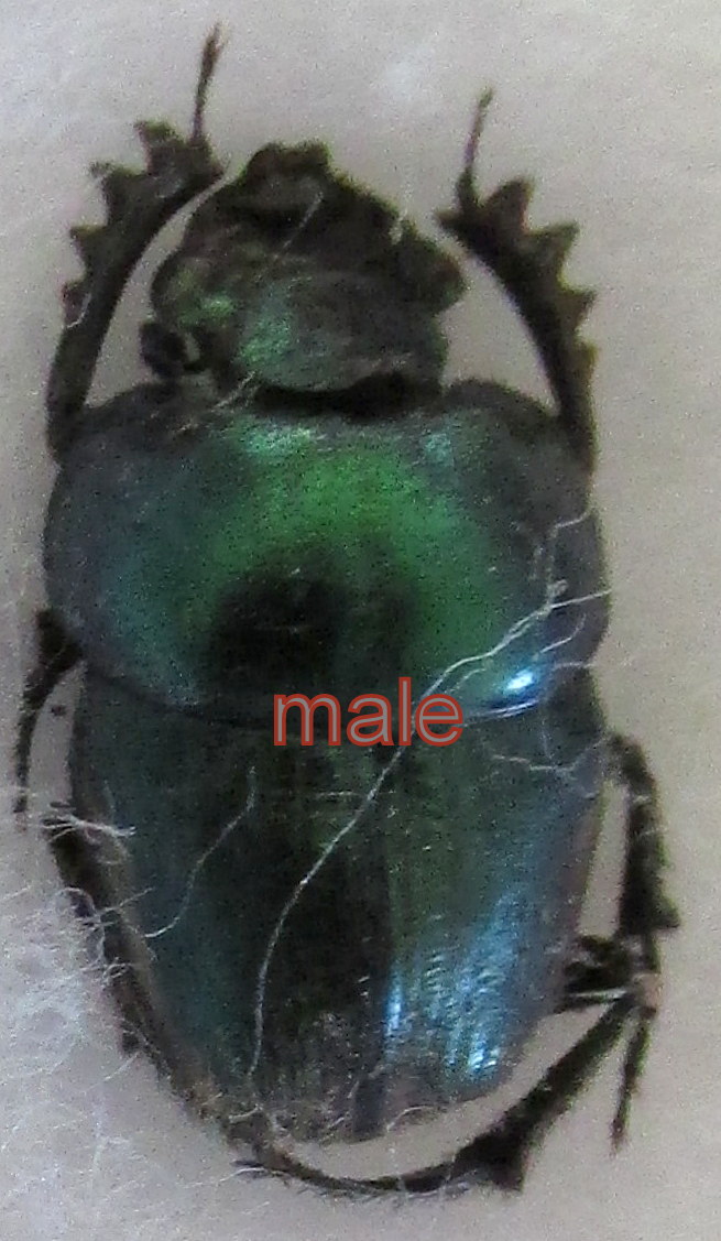 Onthophagus (Proagoderus) tumosicornis tumosicornis m&acirc;le