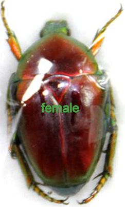 Celidota splendens femelle