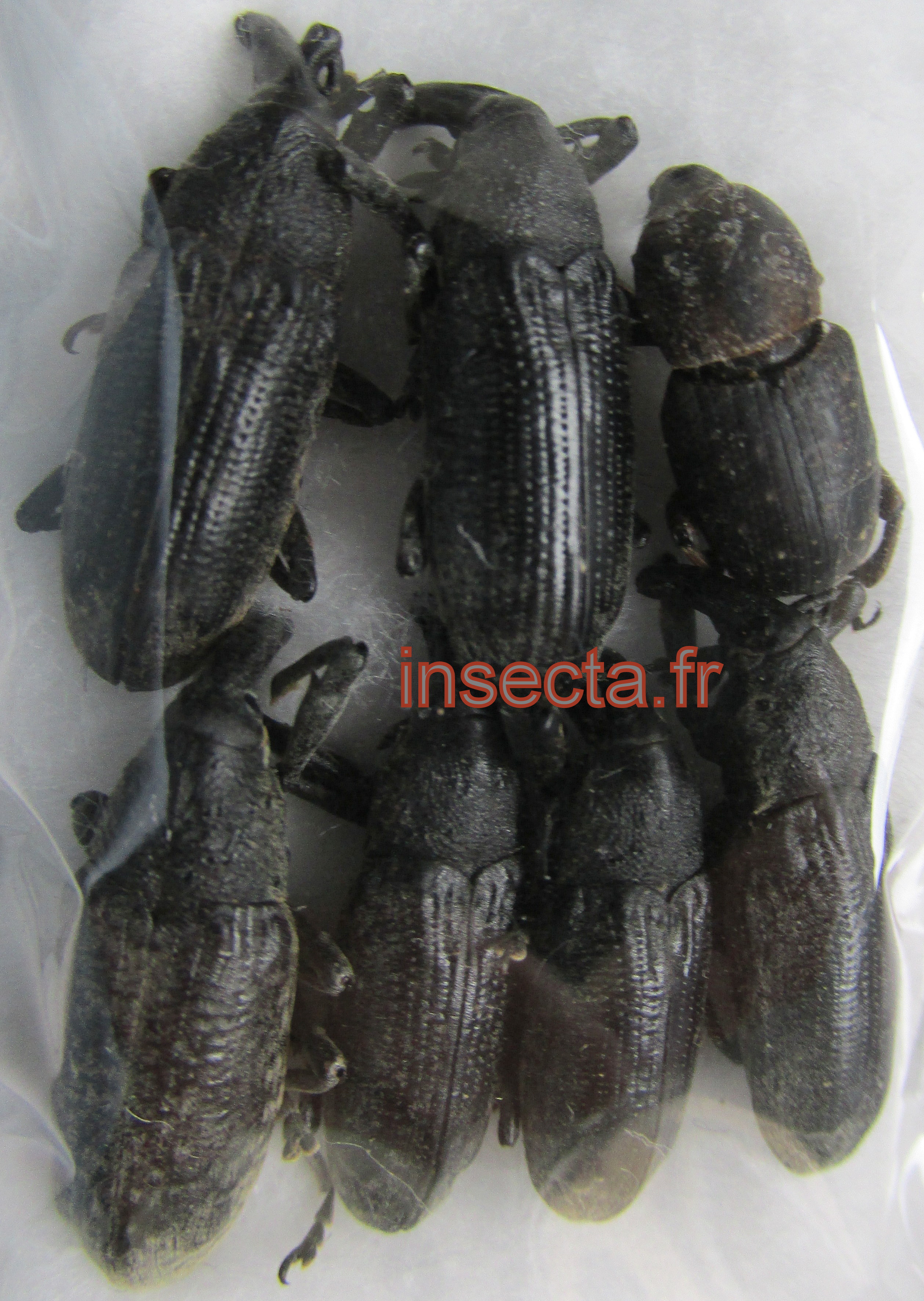 Curculionidae species set 7 pcs A- (Zambezi)