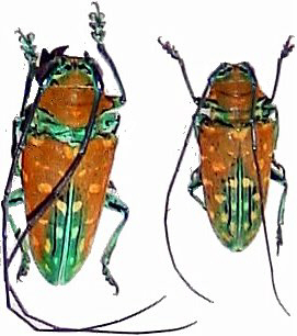 Sternotomis variabilis brunea couple (femelle A2; m&acirc;le A-)