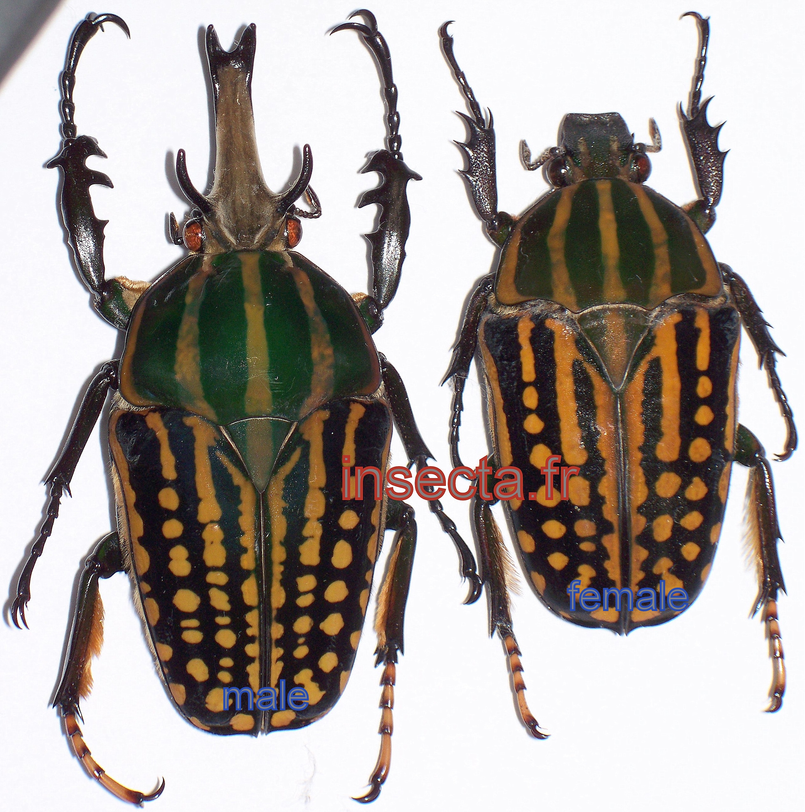 Chelorrhina savagei couple (m&acirc;le 55mm+-)