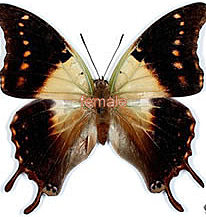 Charaxes candiope thomasius male A-