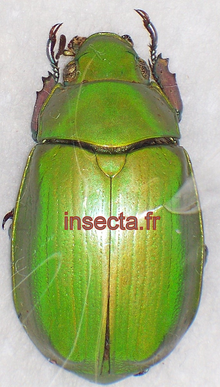 Chrysina (Plusiotis) gorda femelle