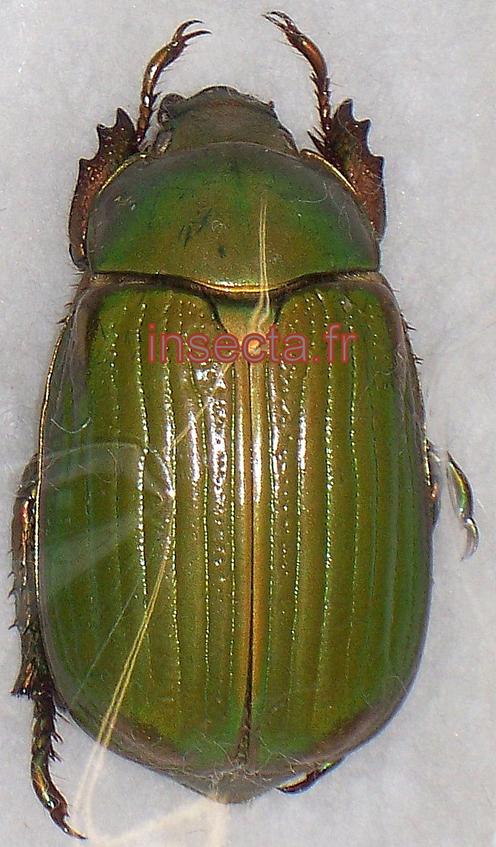Chrysina (Plusiotis) arellanoi femelle