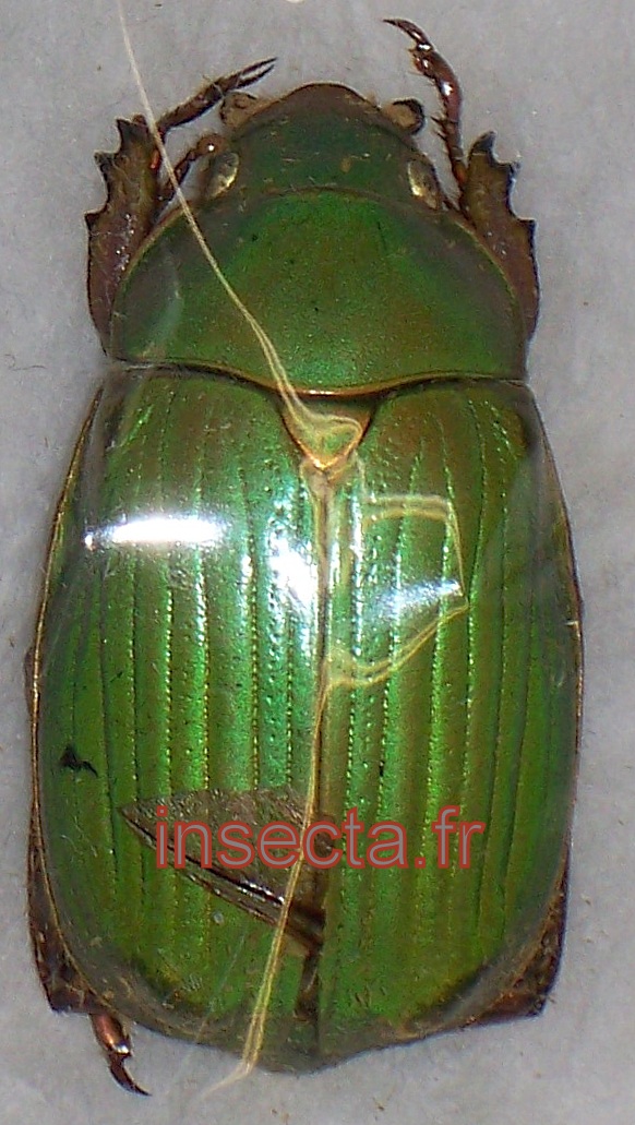 Chrysina (Plusiotis) hawksi femelle