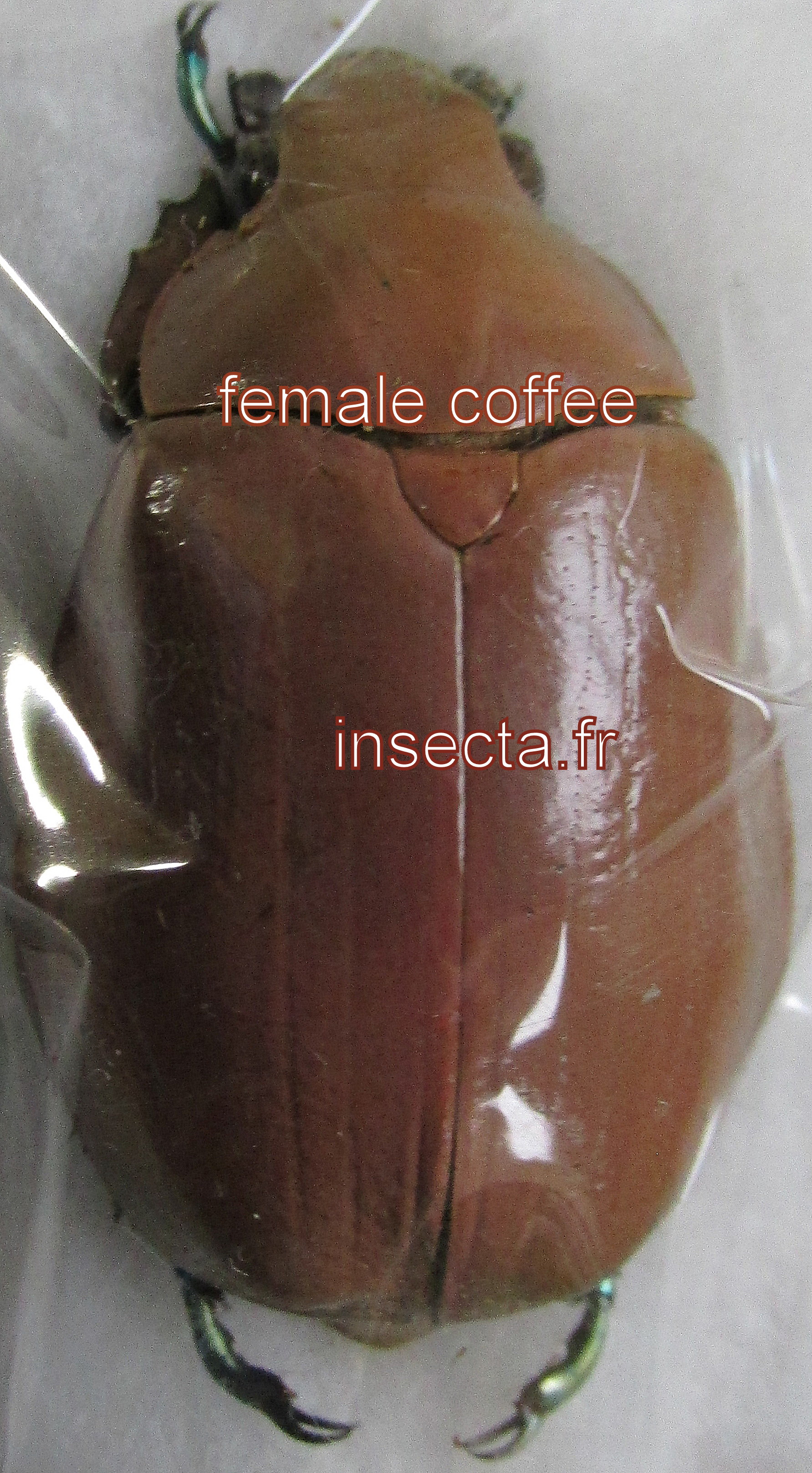 Chrysina (Plusiotis) modesta femelle couleur caf&eacute;