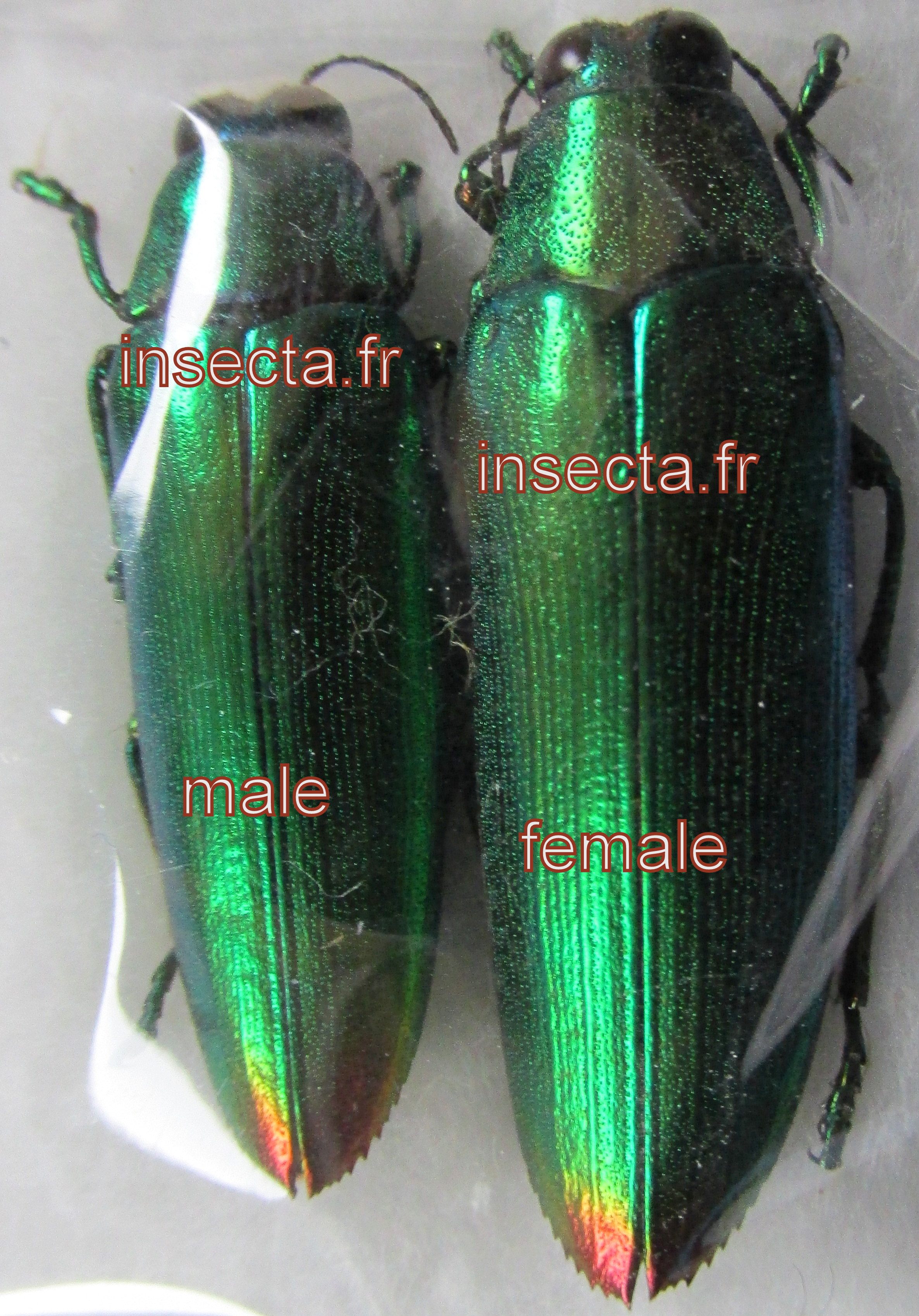 Chrysochroa fulminans chrysuroides couple