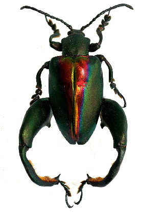 45-Chrysomelidae