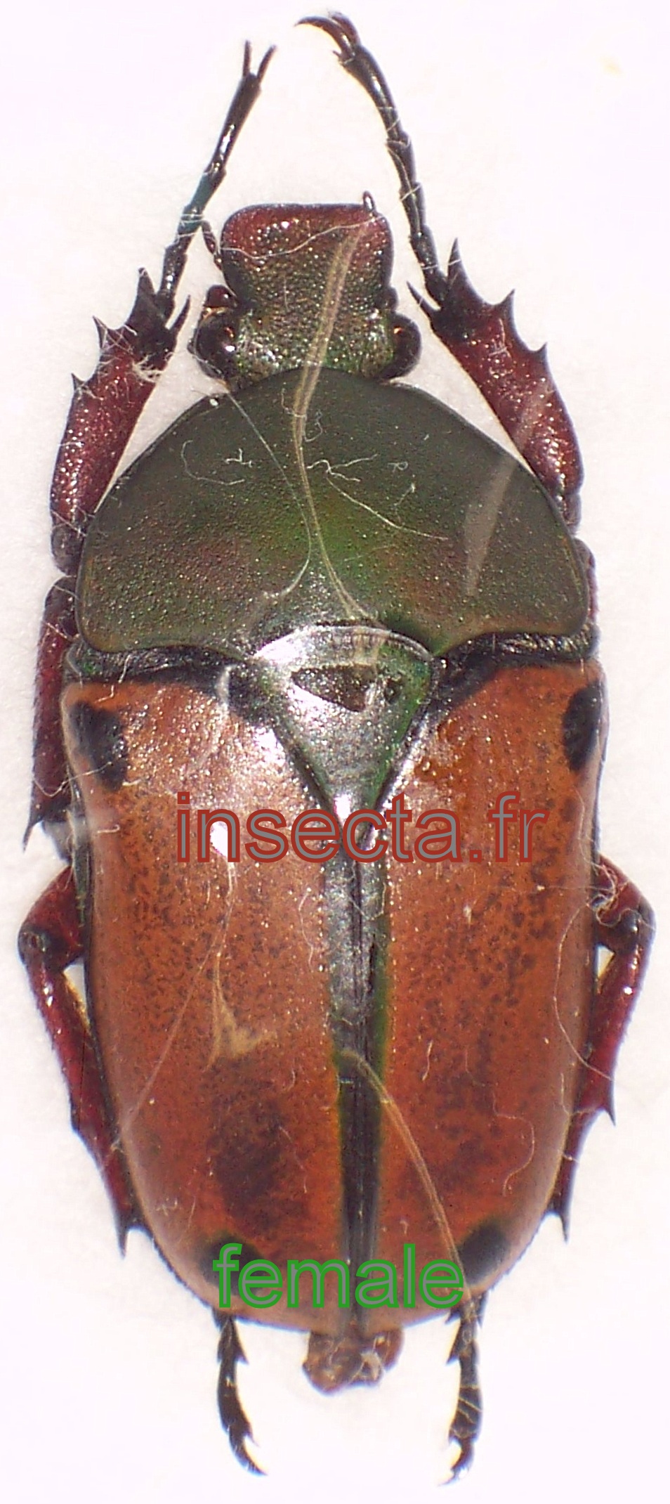 Coelorrhina (Cyprolais) loricata kiellandi femelle